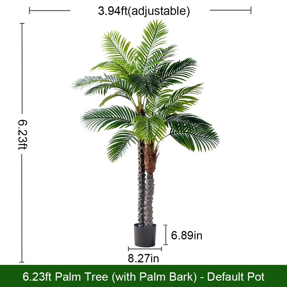 Livistona Chinensis(with bark)